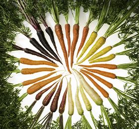 Red, purple, yellow and orange whole carrots 