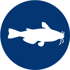 Illustration of a white fish on a dark blue circle. Links to the Aquaculture section.