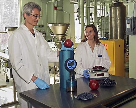 A chemist fills an isochoric chamber with whole pomegranates while a food technologist weighs pomegranate arils.