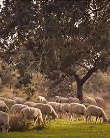Sheep grazing near a wooded area. 