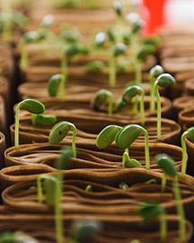 Small sprouting seedlings 
