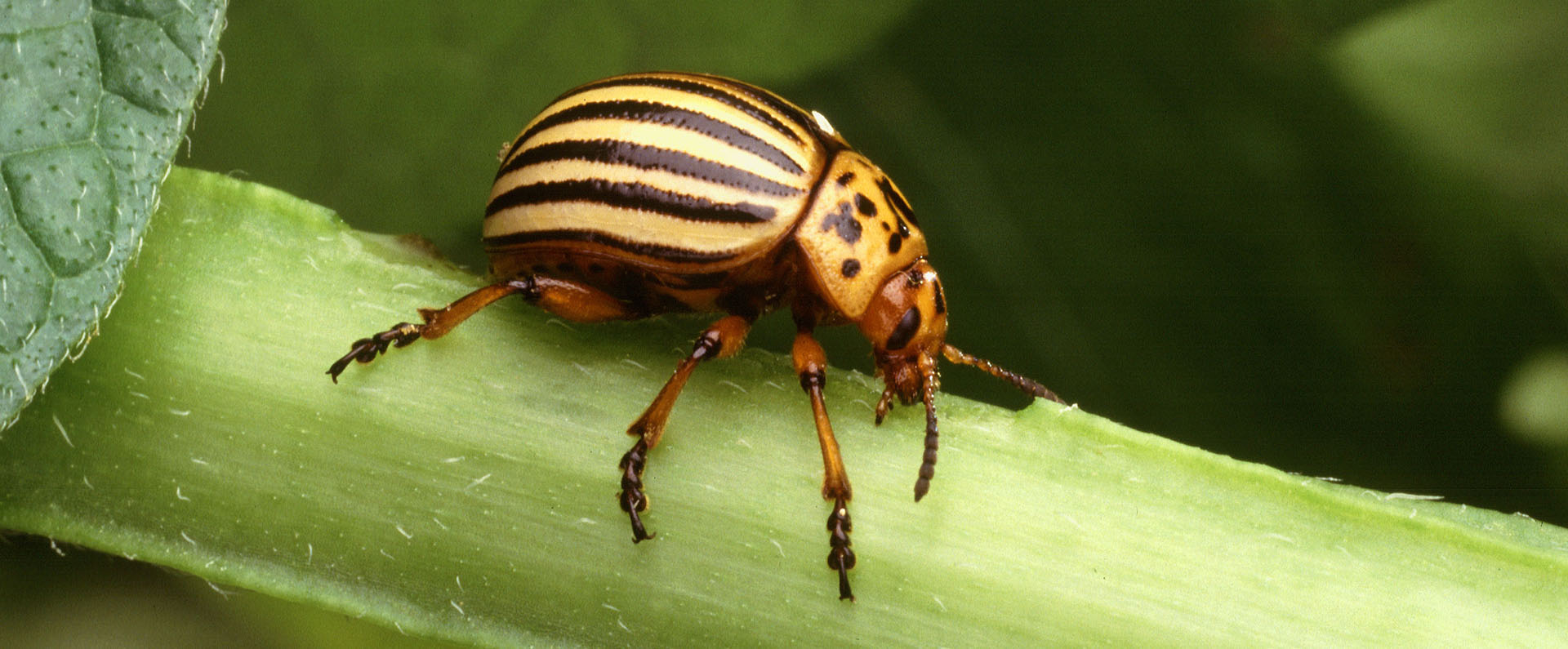 Adult Colorado potato beetle on a stem