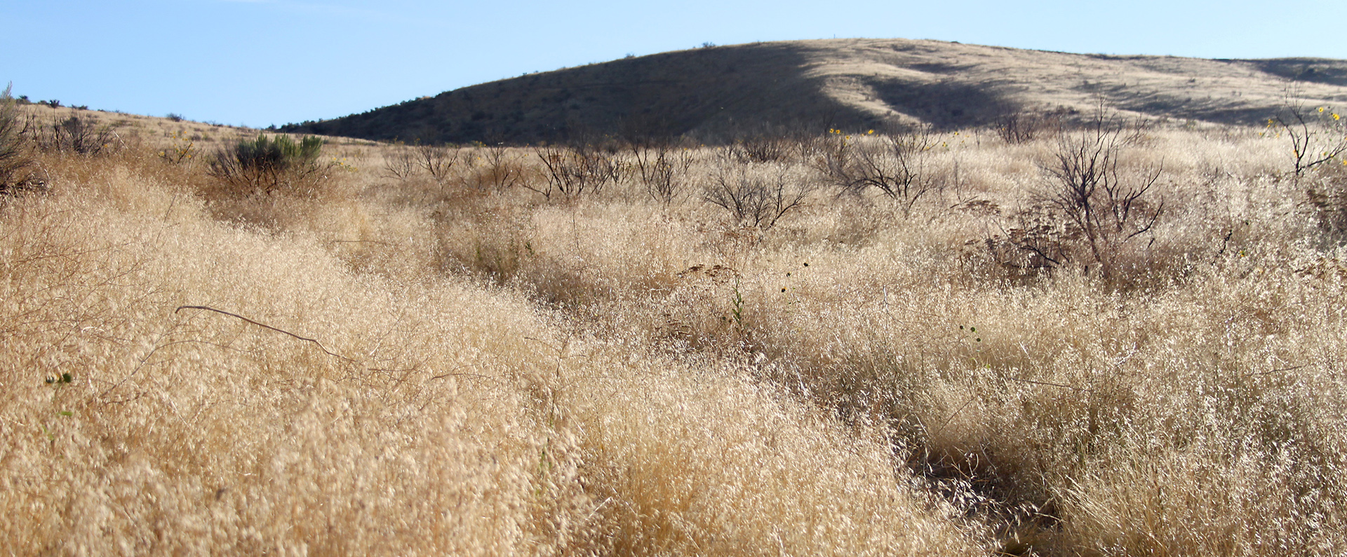 sagebrush steppe rangeland where cheatgrass has invaded