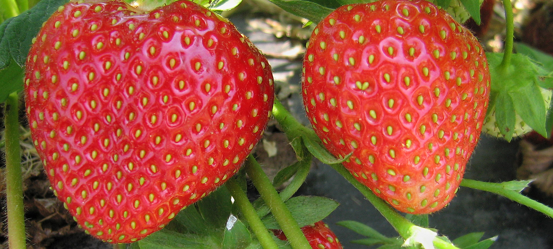 June-bearing strawberries 