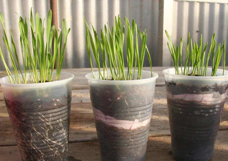 Wheatgrass growing in clear plastic drinking cups