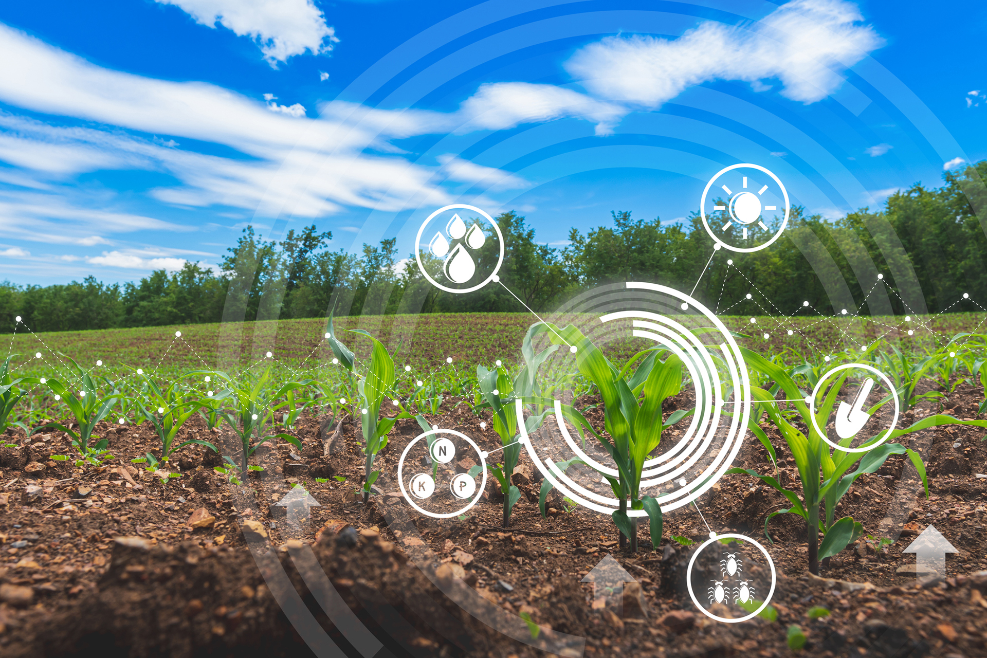 Graphic of corn growing in a cultivated field overlayed by symbols of water droplets, a garden spade, sun shining and carbon. 