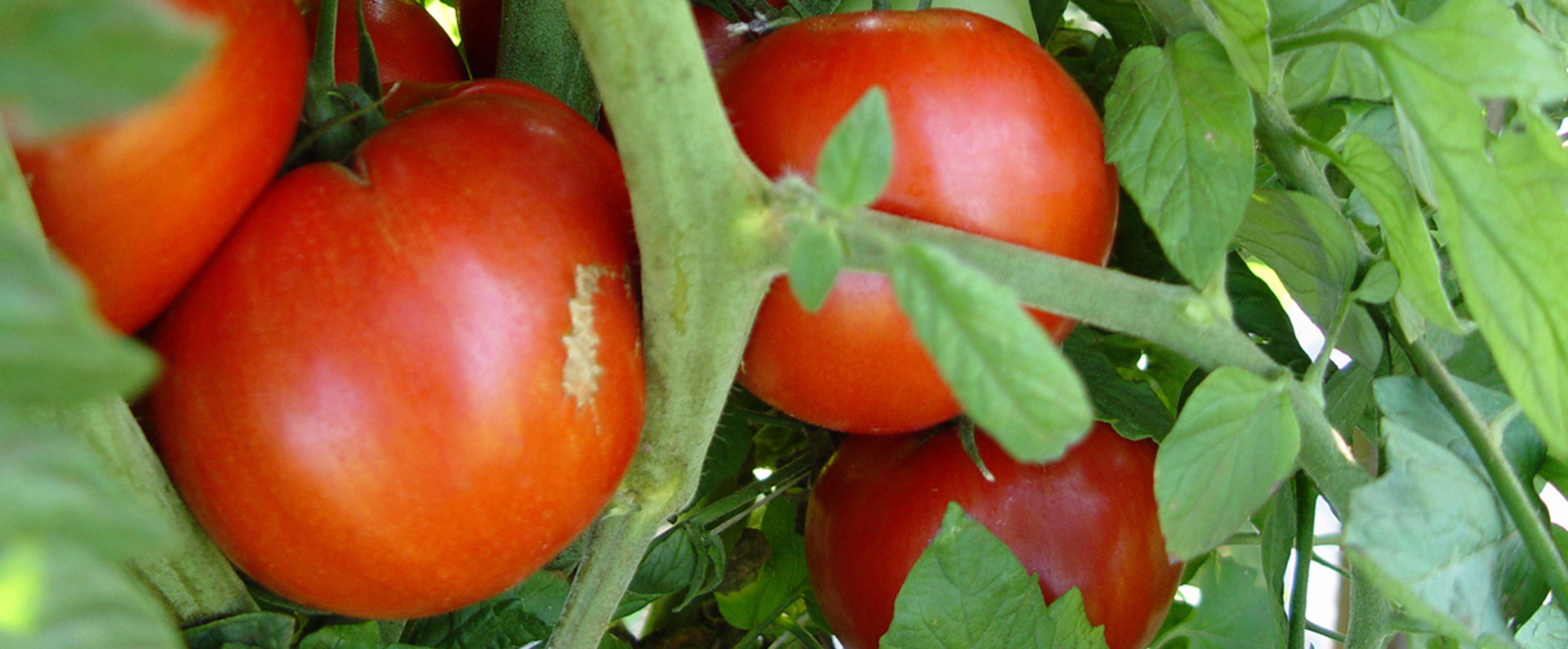 Fresh tomatoes growing on a vine