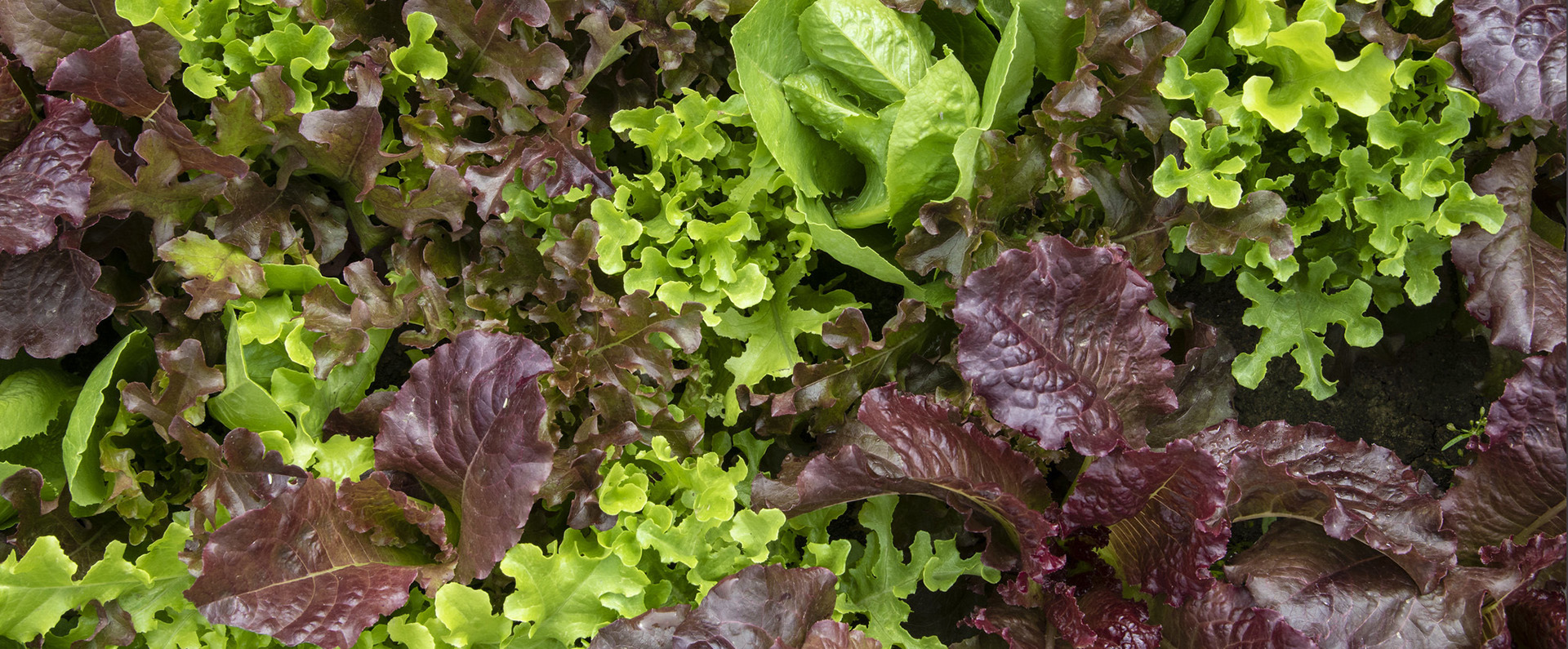 Red and green lettuce leaves