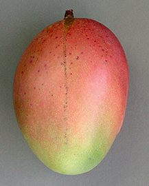 A whole mango