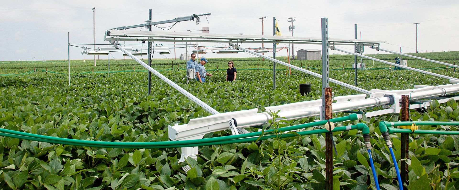 ARS scientists in a plot of soybeans treated with elevated carbon dioxide 