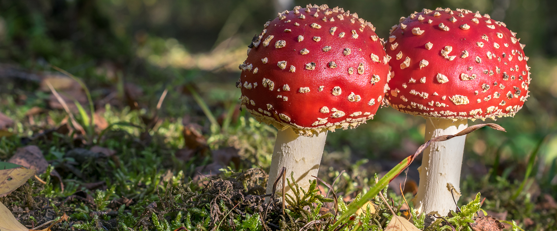 Two red toadstools in the woods