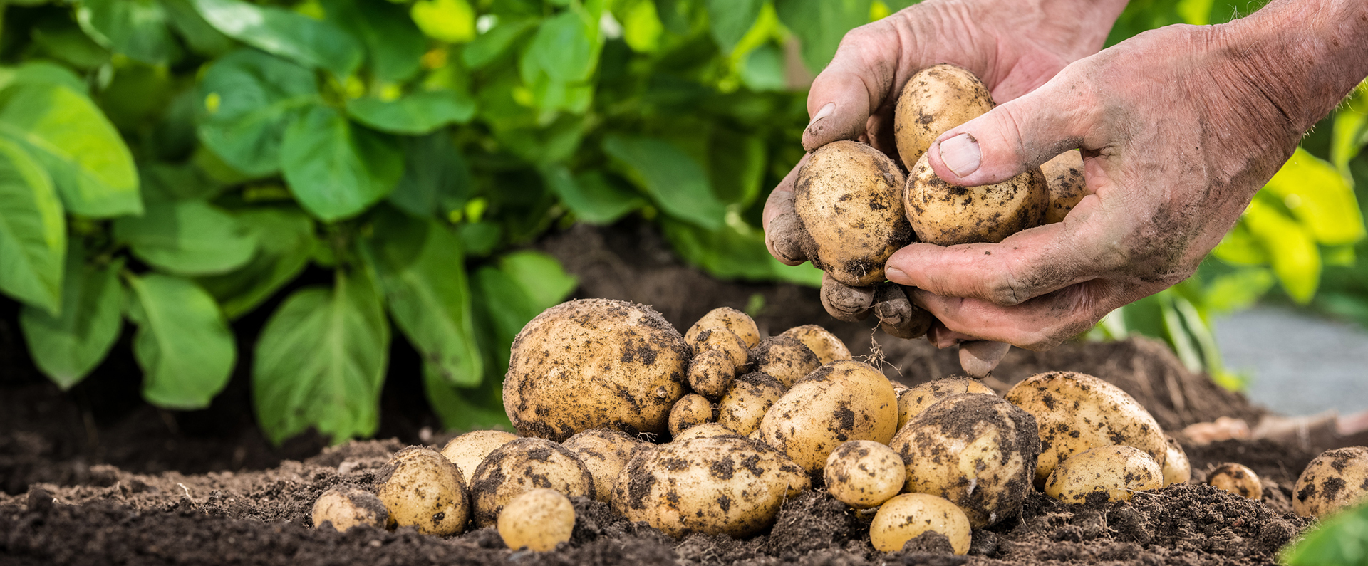 Two hands holding freshly dug potatoes over a small pile of harvested potatoes