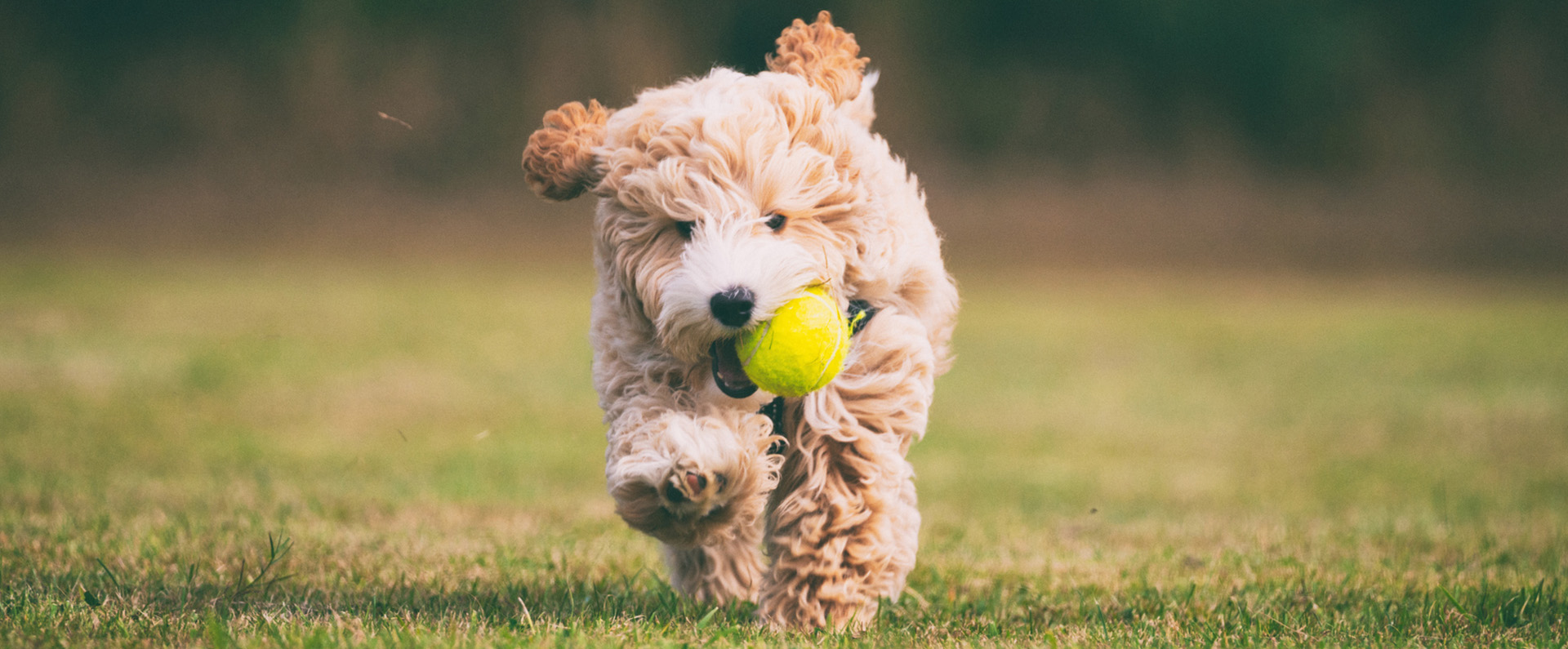 Puppy running carrying a tennis ball 