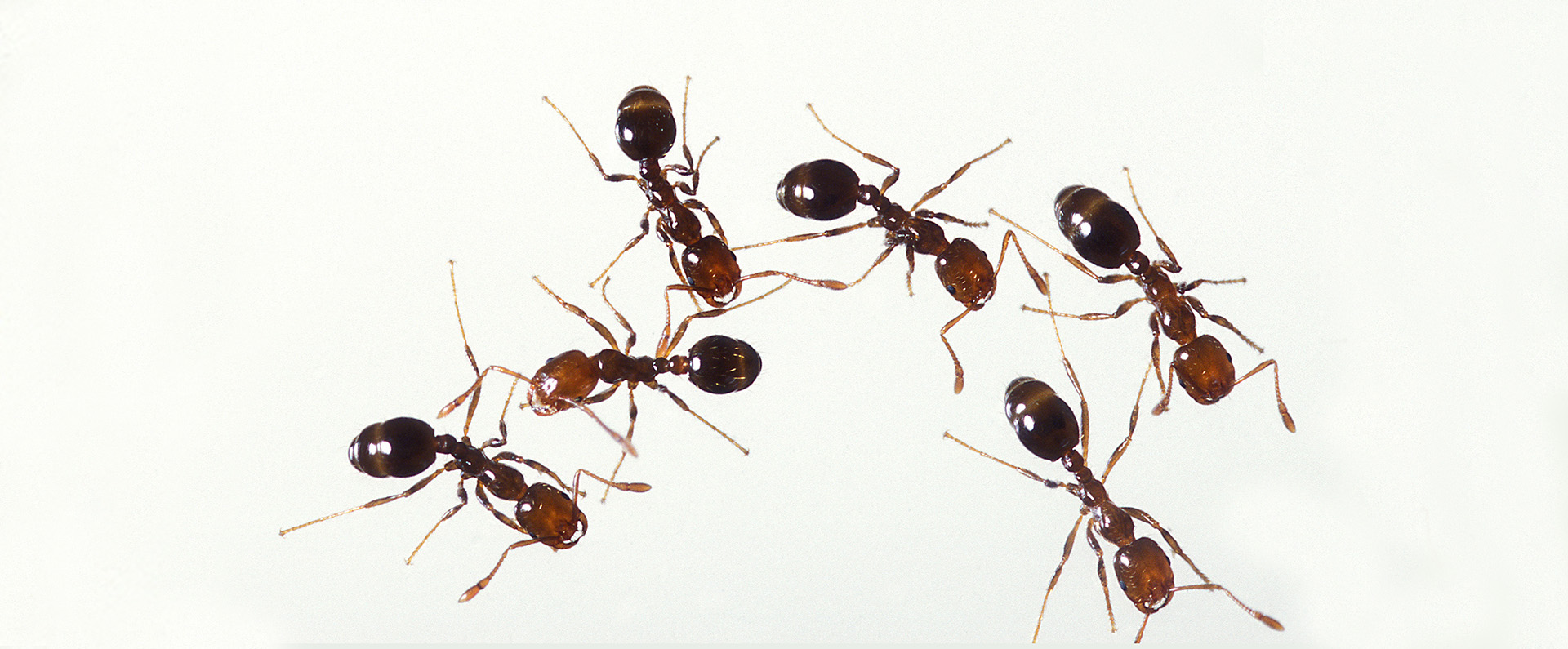 Red imported fire ants