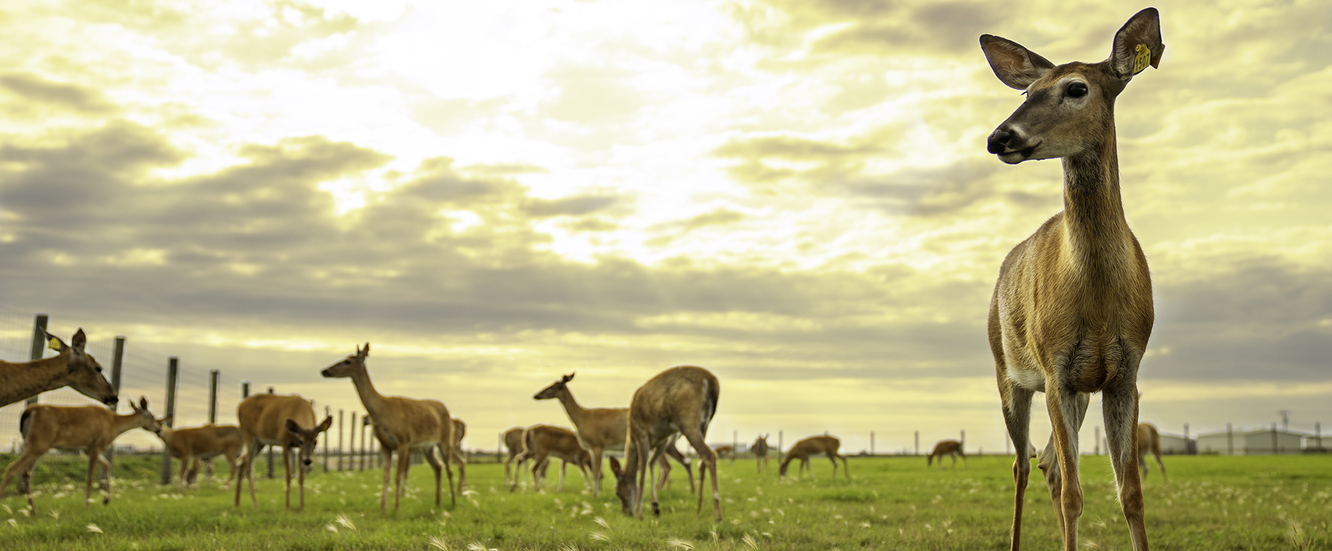Nine deer in a field at sunset