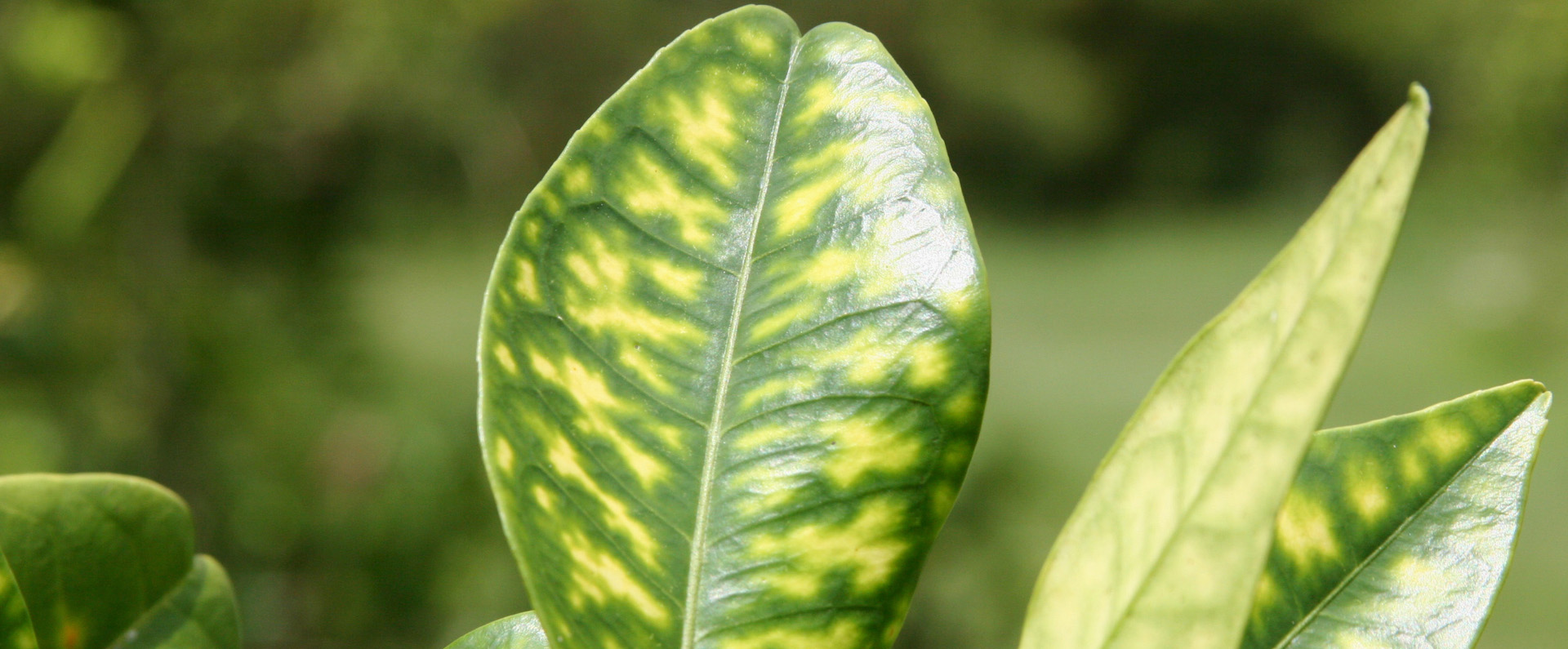 citrus leaf with yellow spots