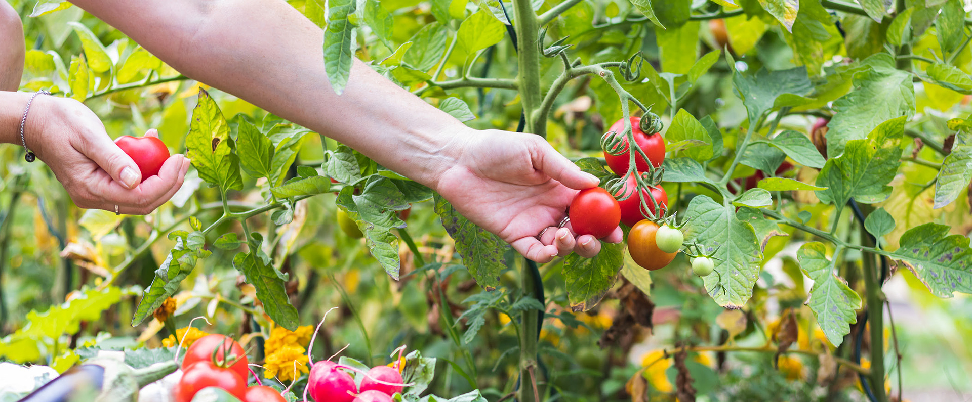 Tomatoes being picked off a vine 