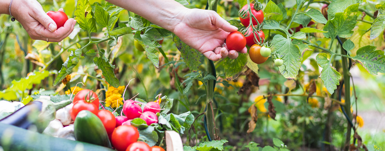 Two hands picking tomatoes from a vine with a basket of vegetables on the ground
