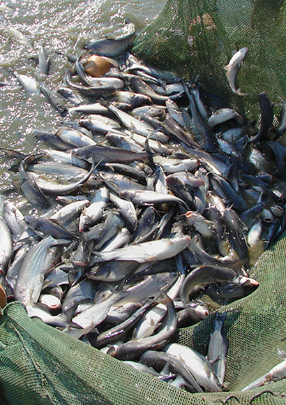 A fishing net full of catfish