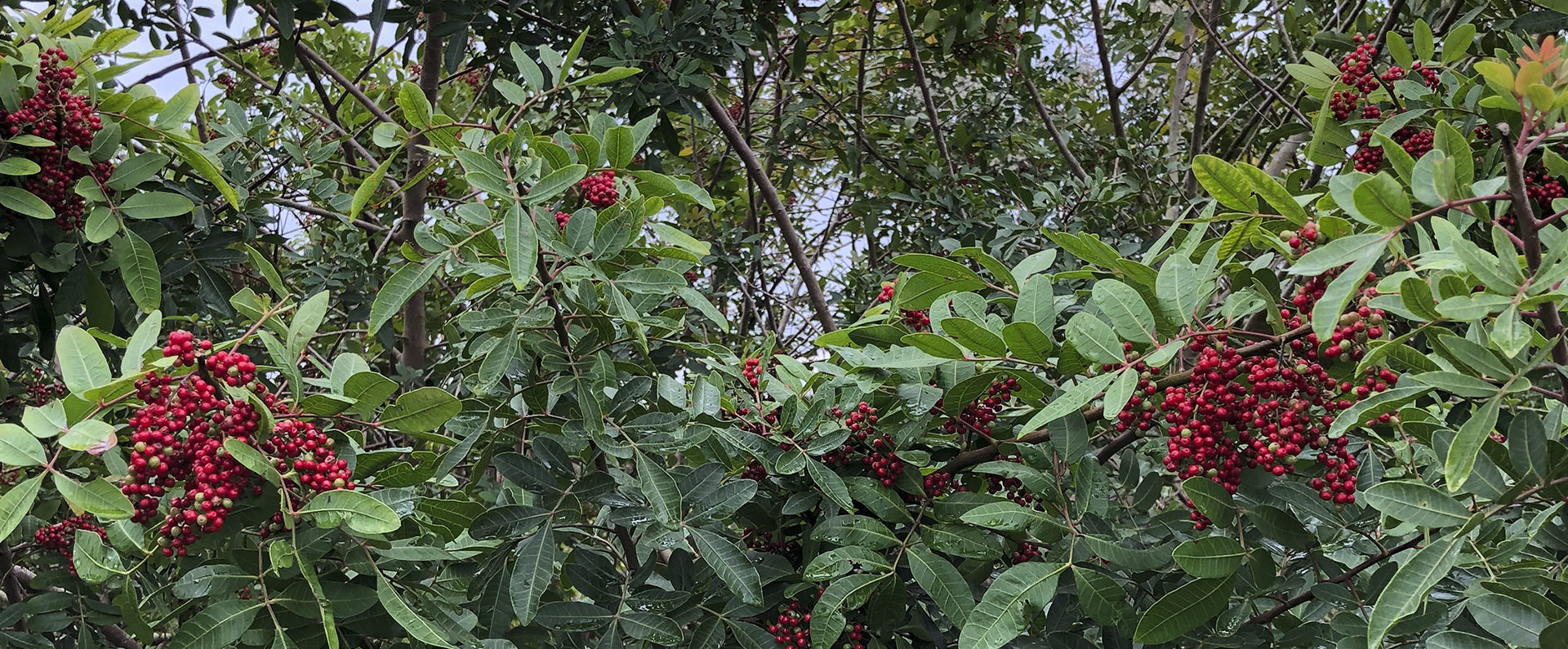 A Brazilan peppertree.