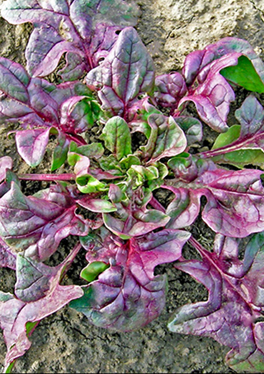Red spinach growing in the ground