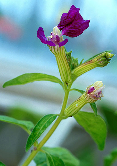 Purple flowered cuphea