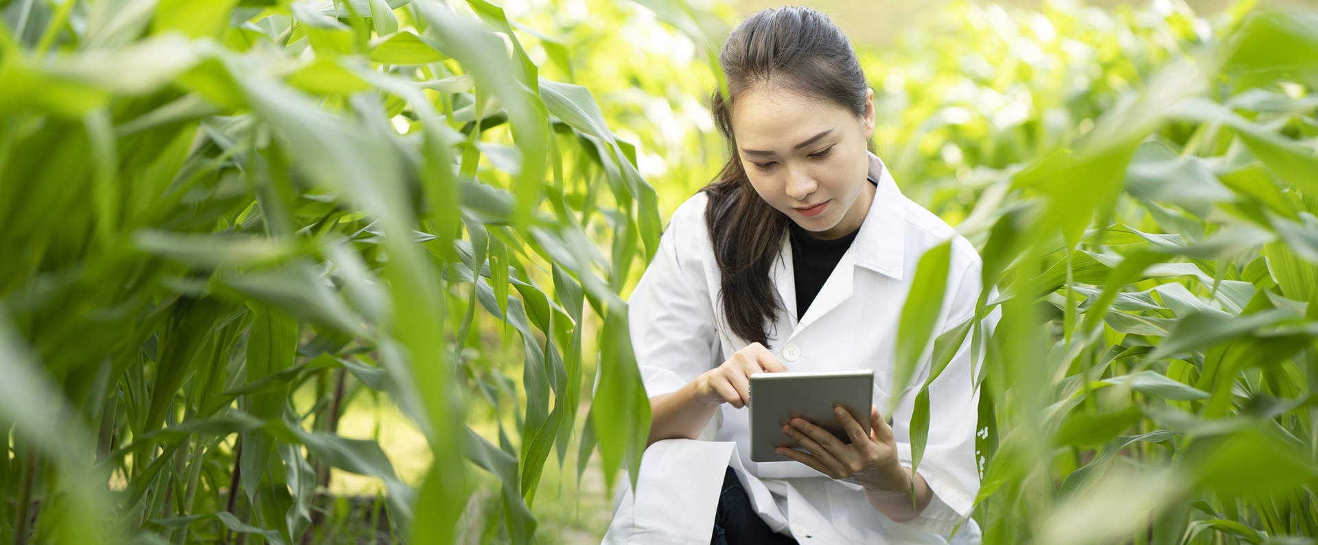 A female intern in a white lab coat kneeling in a field of corn. 