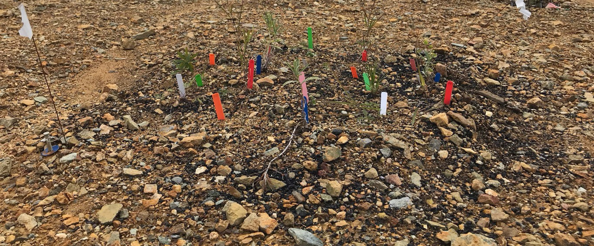 Experimental plots a few weeks after herbaceous plants were transplanted into biochar-amended plots.