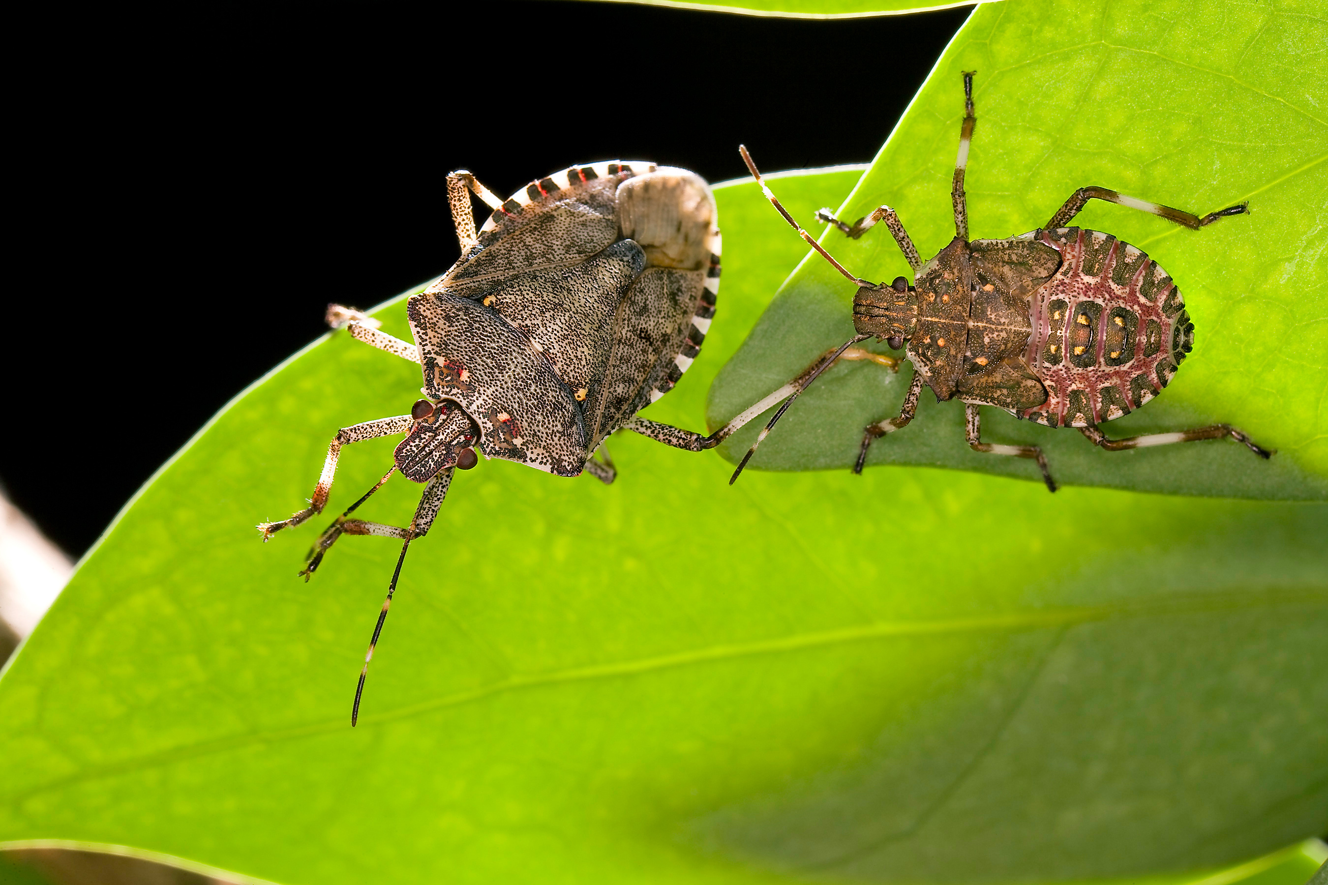 Two brown marmorated stink bugs on a leaf. 