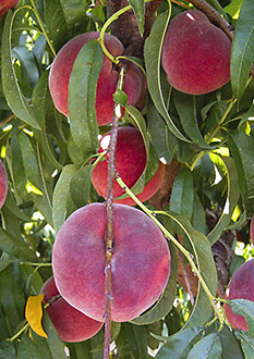 Peaches growing on a tree