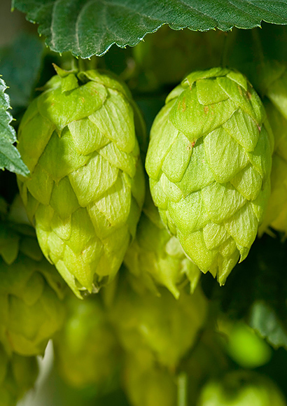 Two hops cones