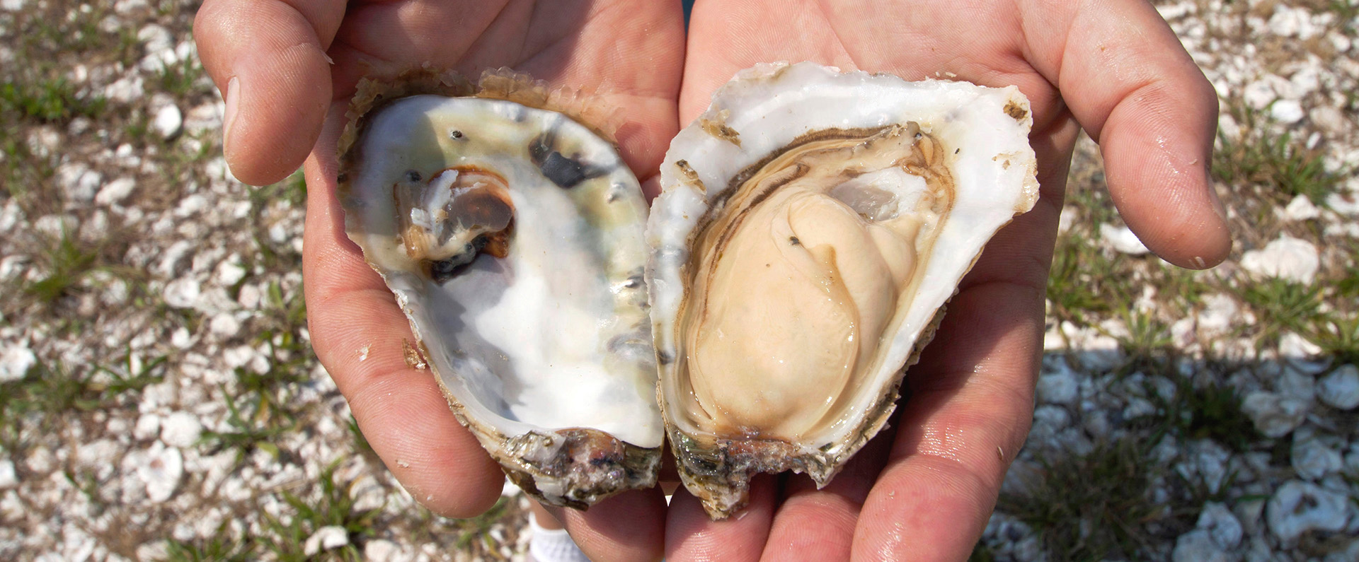 Two hands holding a freshly opened oyster 