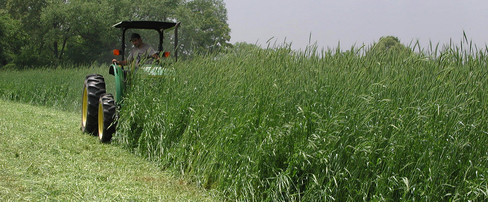 A tractor mowing a row of rye cover crop 