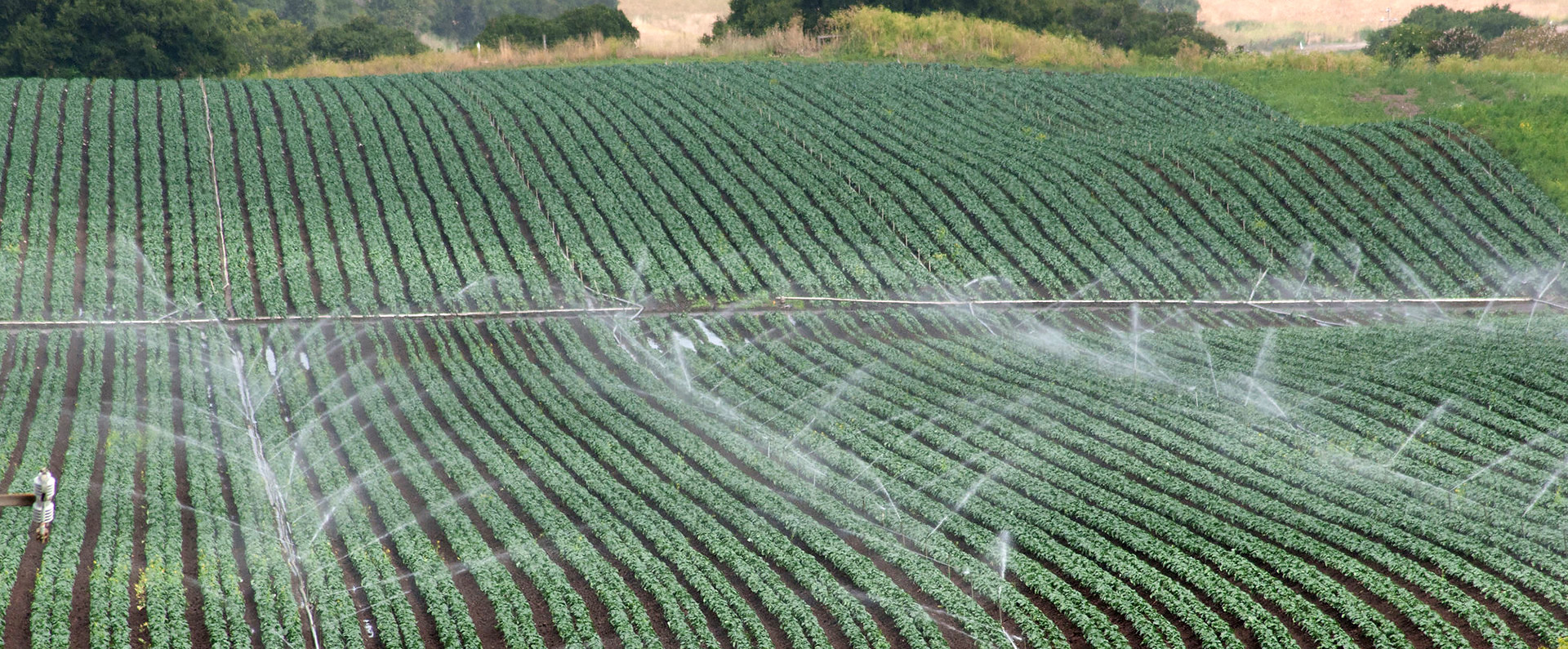 A field being irrigated 