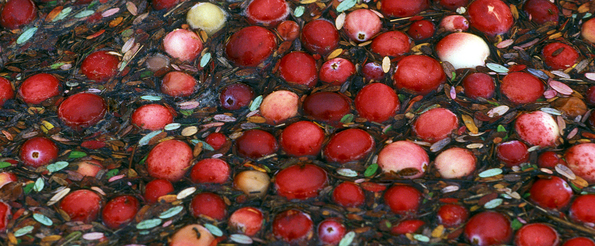 Cranberries in a bog