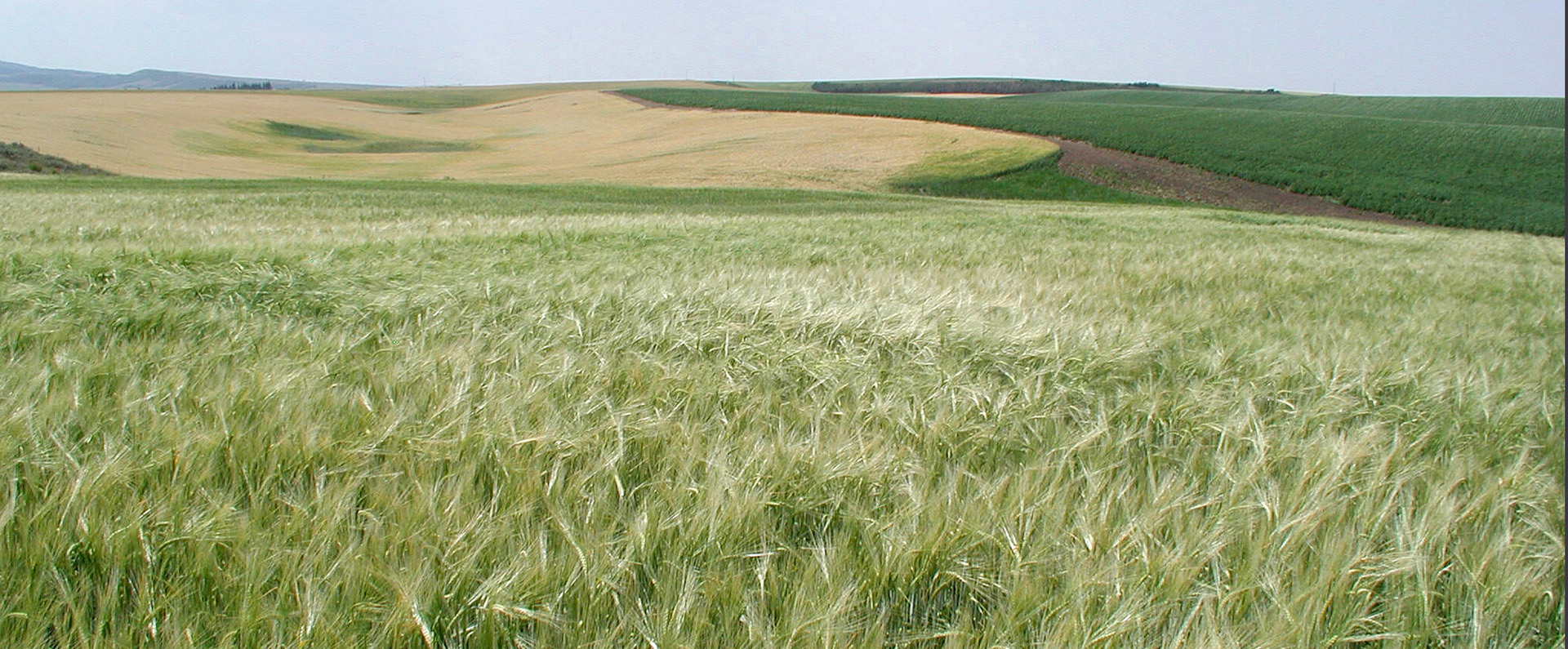 A green field.