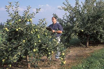 Scientist looking at apples in an orchard