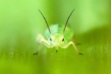 A green pea aphid.
