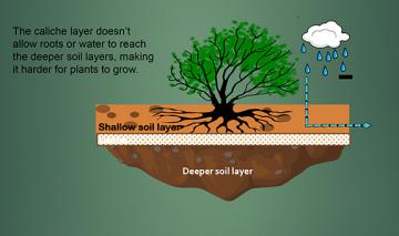 science experiments plant growth