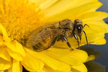 A honey bee on a yellow flower. 