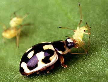 A ladybeetle eating a pea aphid