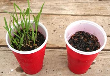 2 Leached cups showing the difference between saline and alkali soils