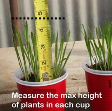 science experiments plant growth