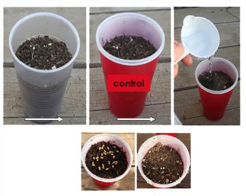 Cups filled with soil and water