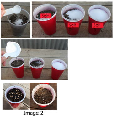 Adding salt to cups filled with soil