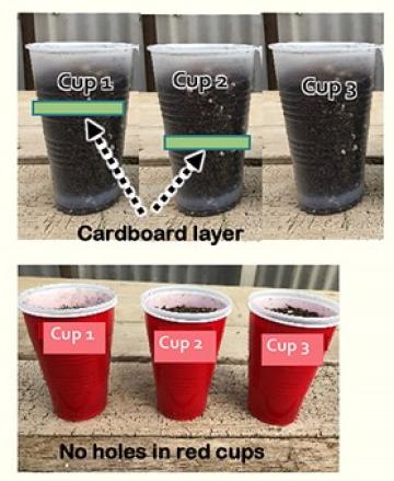 science experiments plant growth