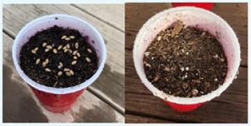 science experiments plant growth