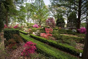 Azeleas and green shrubs at the U.S. National Arboretum 