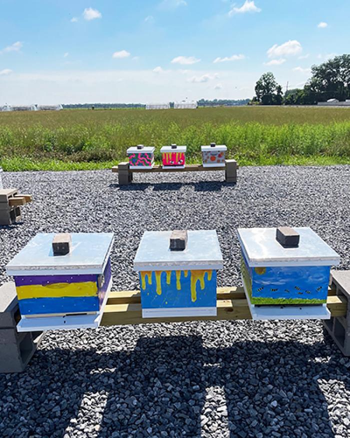 Six painted bee boxes