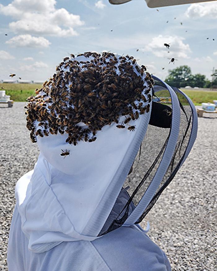 Bees landing on the head of support scientist Sarah Dietrich's bee suit